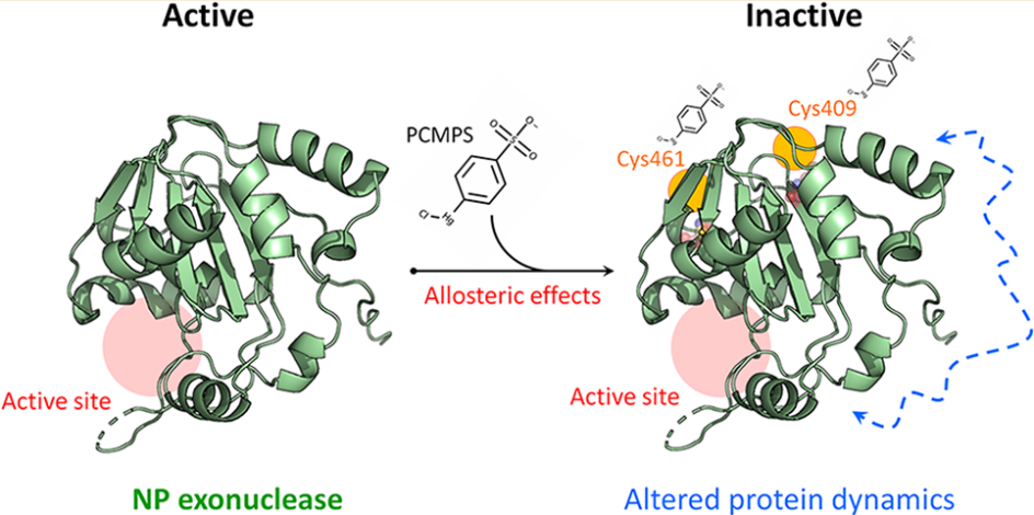 Targeted Covalent Inhibitors Allosterically Deactivate the DEDDh Lassa Fever Virus NP Exonuclease from Alternative Distal Site.J. Am. Chem. Soc. Au 2021 