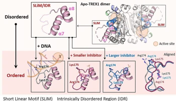 Disordered DNA-binding Motif Forms a Modulation Site for Inhibiting the Cancer Immunotherapy Target TREX1. Nucleic Acids Research. 2026
