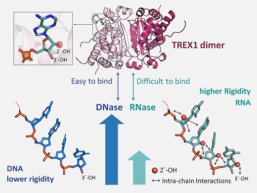 Molecular insight into the specific enzymatic properties of TREX1 revealing the diverse functions in processing RNA and DNA/RNA hybrids. Nucleic Acids Research. 2023.