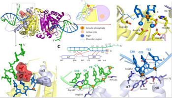  Structural insights into the duplex DNA processing of TREX2. Nucleic Acids Res. 2018.